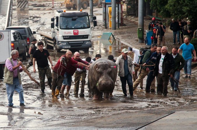 hroch tbilisi